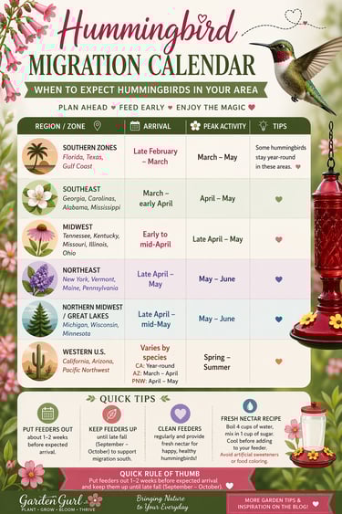 Hummingbird migration calendar chart showing arrival dates and nectar feeding tips for different US regions.