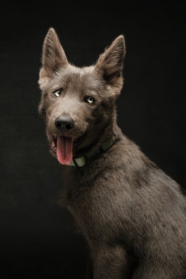 Portrait chien studio finistère brest