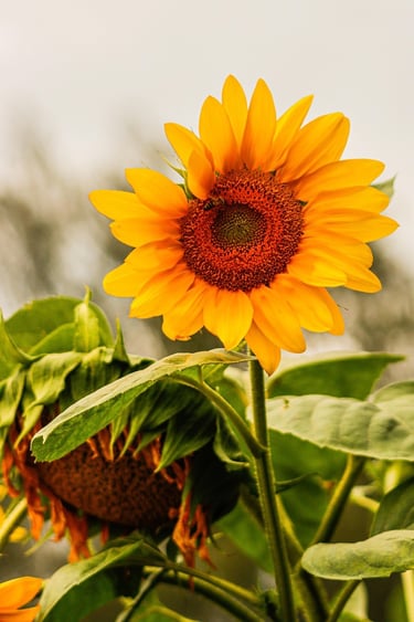 a sunflower with a bee on it