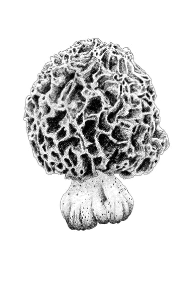 Common morel illustration