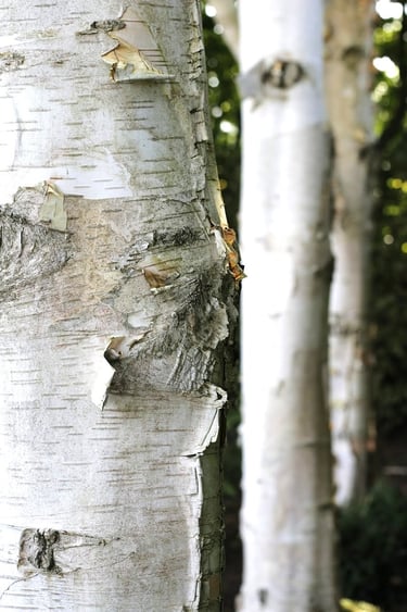 Gedetailleerde foto van ruwe stam van Berk