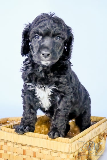 poedel pup