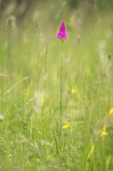 Mit ihrem langen Stiel ist die Pyramiden-Spitzorchis eine typische Wiesenorchidee.
