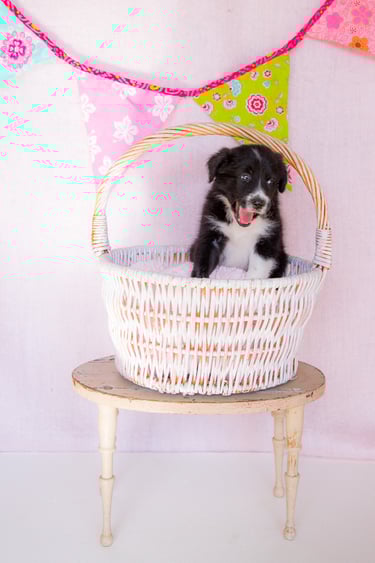 black and white border collie puppies 