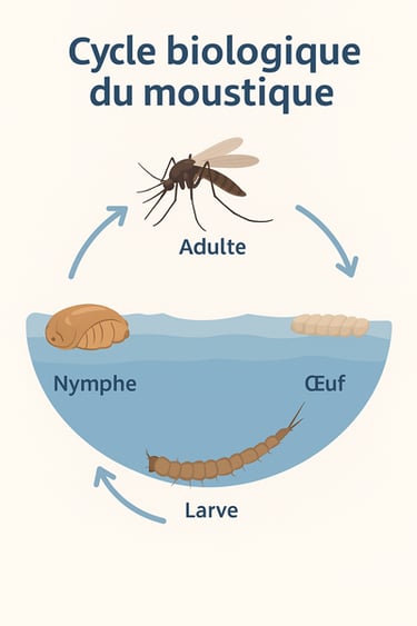 CYCLE DE VIE DU MOUSTIQUE ET DEMOUSTICATION