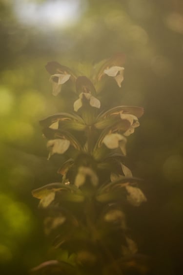 a plant with white flowers in the background