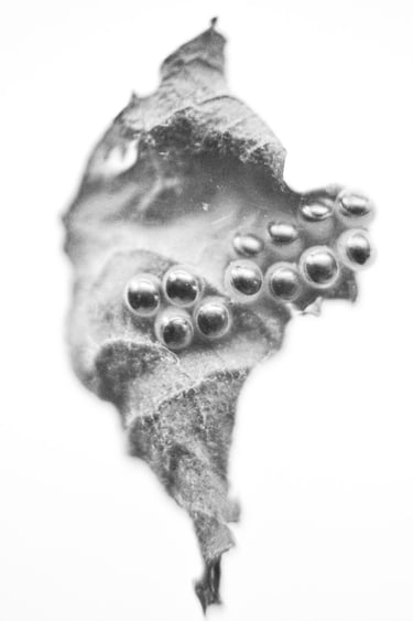 fotografia en blanco y negro de una hoja con huevos de insecto 