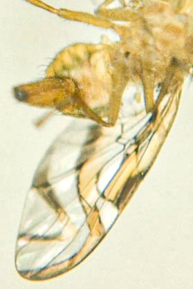 fotografia de mosca. especie anastrepha obliqua