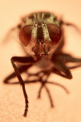 a fly insect insect on a white surface