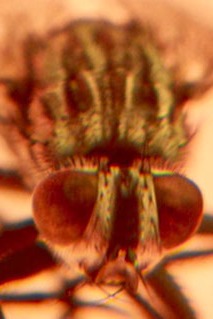 fotografia de ojos de mosca