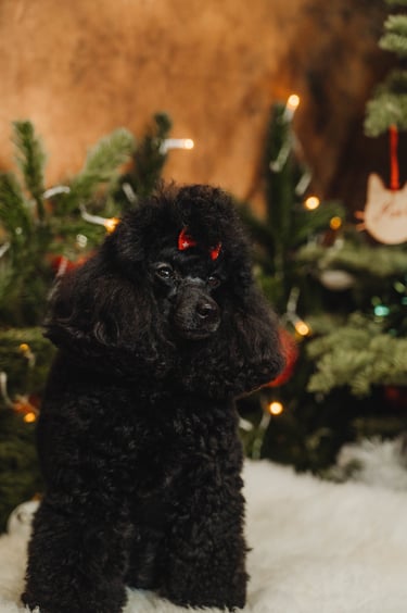 Caniche toy noir shooting photo de Noël