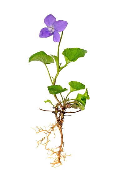 Root Plan - Essential Website Management