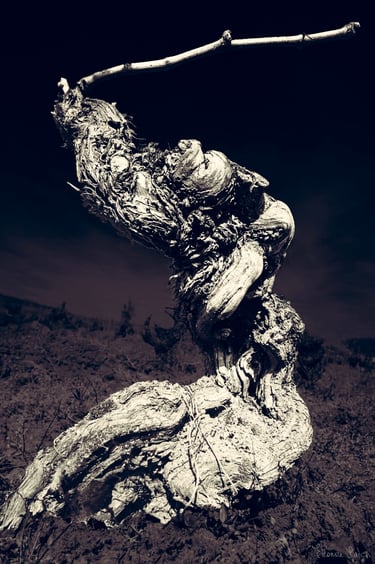 Cep de vigne ancien dressé dans les vignes, silhouette évoquant un être archaïque.