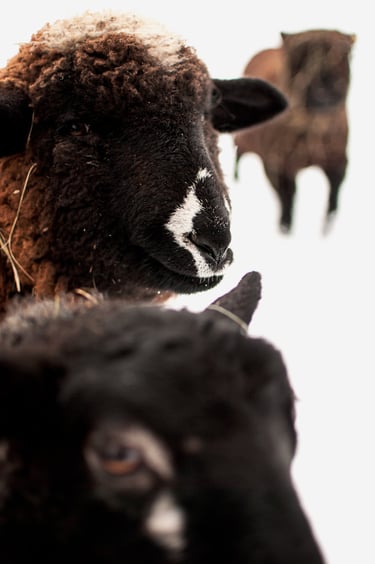 Romeldale and Gotland Ewe in need of shearing