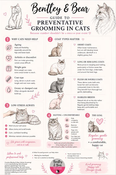 Bentley & Bear Preventative Grooming Guide in Cats