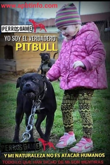 original pit bull apbt history