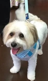 white maltipoo standing and smiling on leash with black eyes