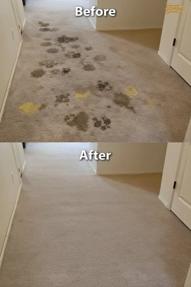 Pet stain removal in Yelm
