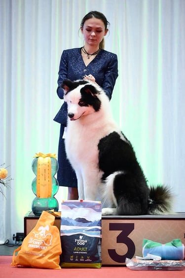 Yakutian laika breeder