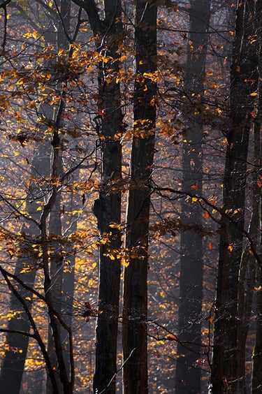 a bench with a bench and a bench in the background