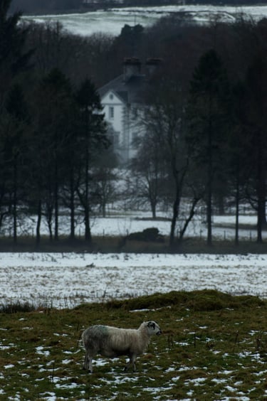 "Domain" - Kilmacolm, Scotland