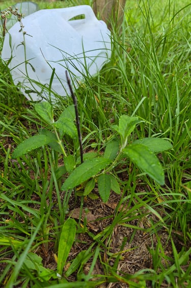 week 7 butterfly bush