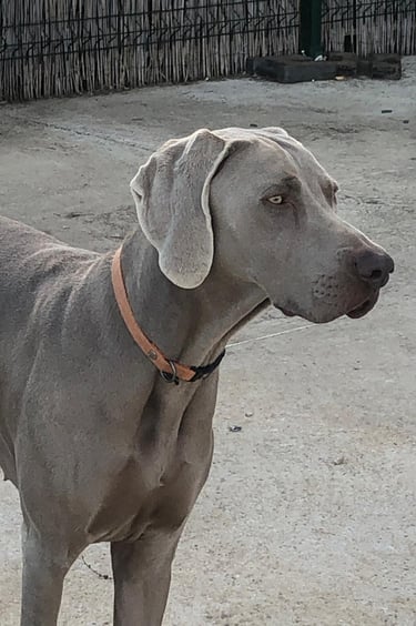 vinnie, Braque de Weimar sélectionnée pour son caractère et son standard de race, Paulhan 34.
