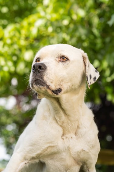 a dog sitting on a wooden fence post