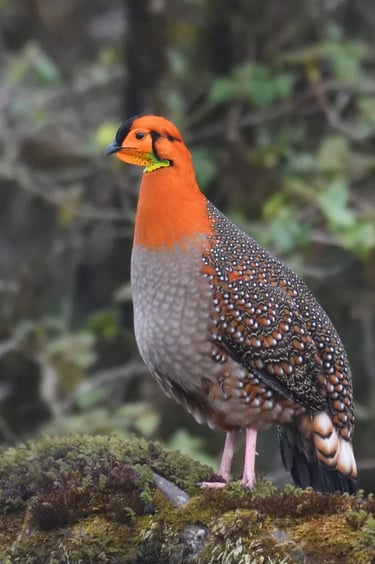 satyr-tragopan-spotted-at-thrumsengla-paa-mongar-district-east-bhutan