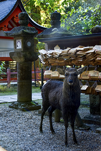 Un cerf qui nous regarde droit dans les yeux