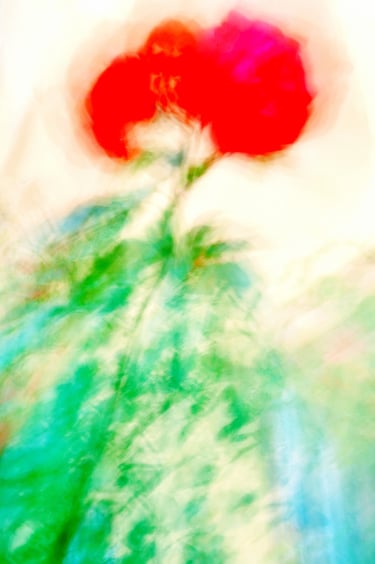 painterly red roses on a bush