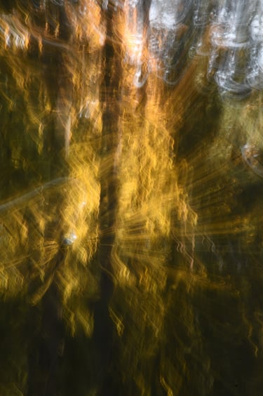 painterly photo of light bursting from behind trees