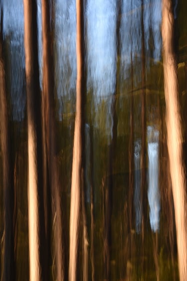 painterly photo of a forest with trees