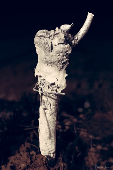 Jeune cep de vigne à peine planté isolé dans les vignes