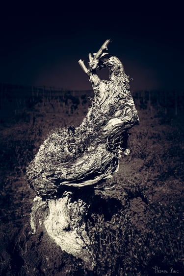 Cep ancien dressé dans la vigne, posture rappelant une statue primitive.