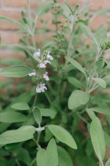 sage