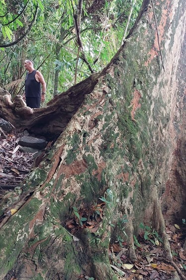 thailand khao lak lam ru national park nature trail