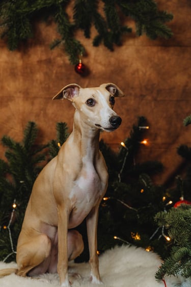 femelle levrier whippet