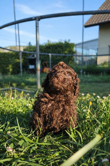 Femelle caniche toy chocolat des Rives De Riss