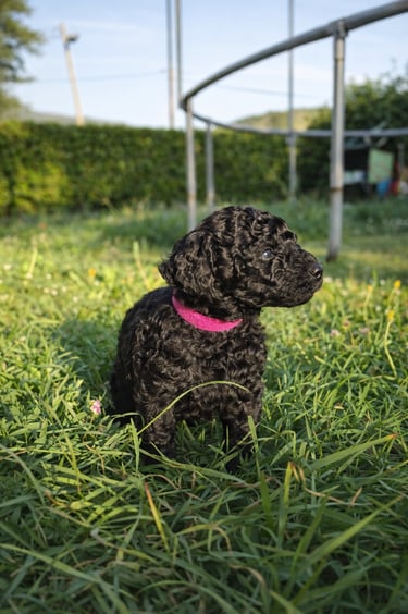 Femelle caniche toy noir disponible