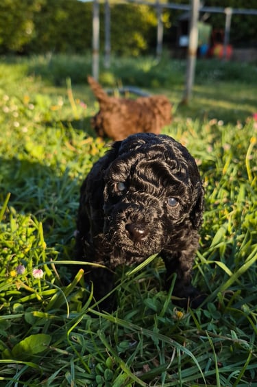Femelle caniche toy noir de l'elevage des rives de riss