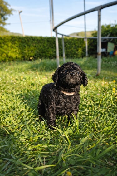 femelle caniche toy noir des rives de riss