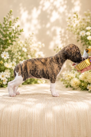 femelle whippet des rives de riss