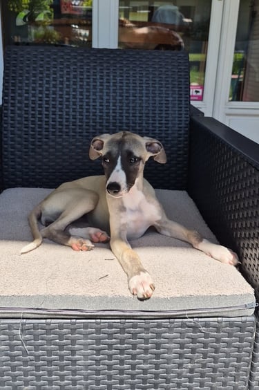 Femelle whippet des rives de riss disponible