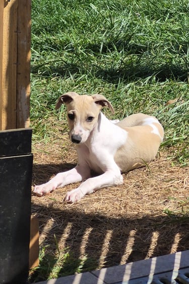 Chiot whippet des rives de riss disponible