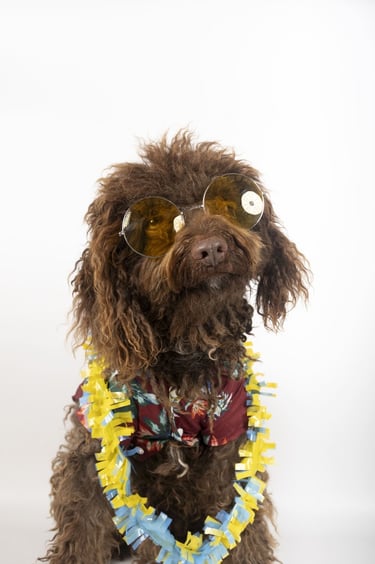 A brown poodle wearing yellow sunglasses, a floral shirt, and a colorful lei.