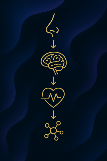 Infographic of nose to brain to heartbeat to neuron