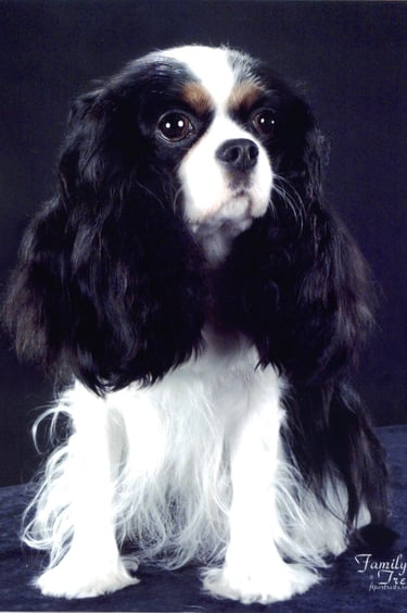 Cavalier King Charles Spaniel