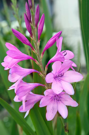 Gladioli Flower, Gladioli flower art, purple flowers