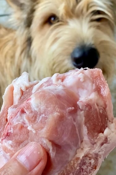 chien qui mange de la viande crue